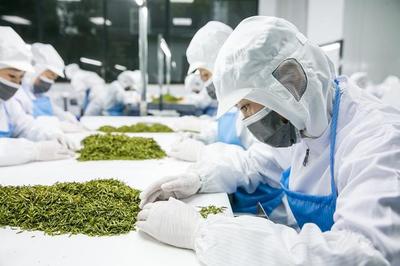腳踏實地做好中國茶才是目標(biāo)——杜國楹談茶葉的產(chǎn)品與營銷之道